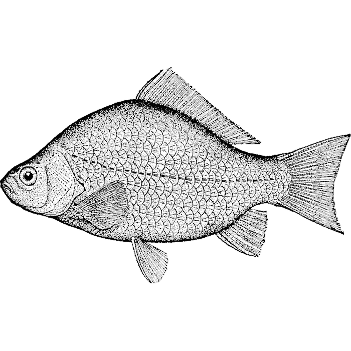 Christmas carp